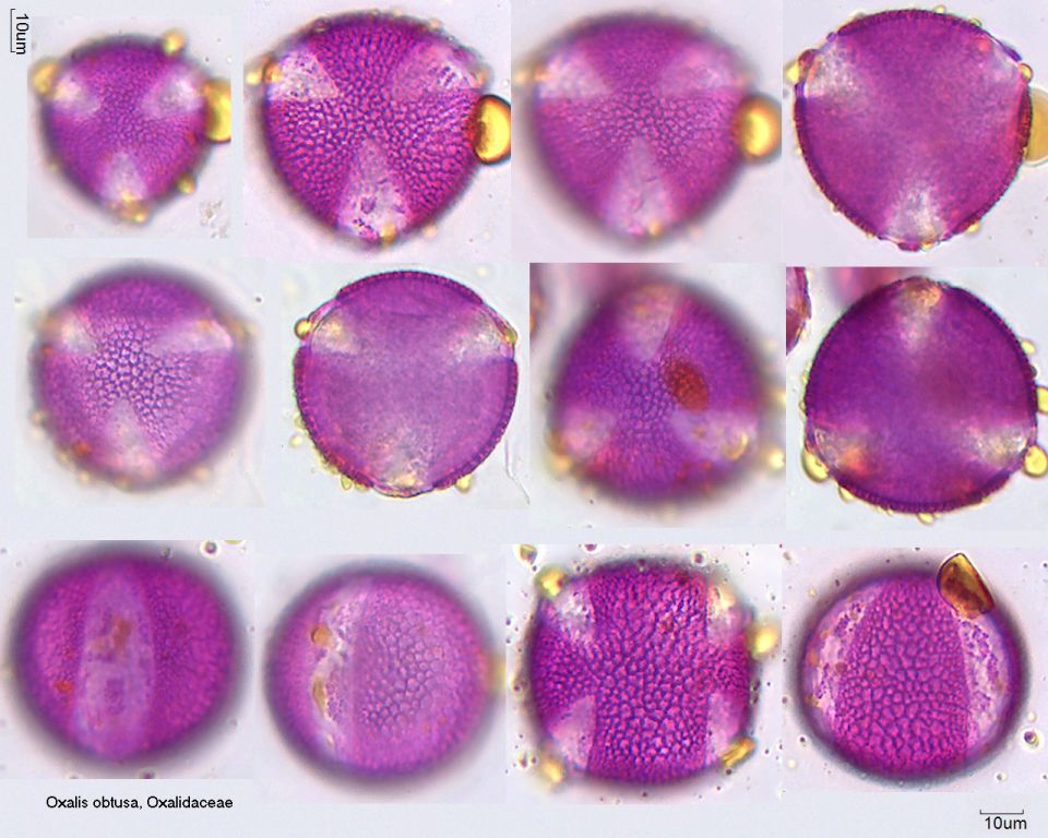 Pollen von Oxalis obtusa