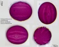 Schaueria flavicoma (2).jpg