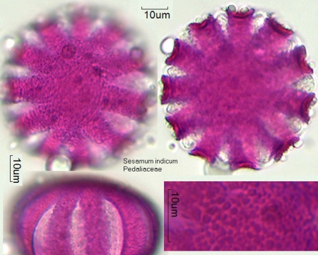 Pollen von Sesamum indicum