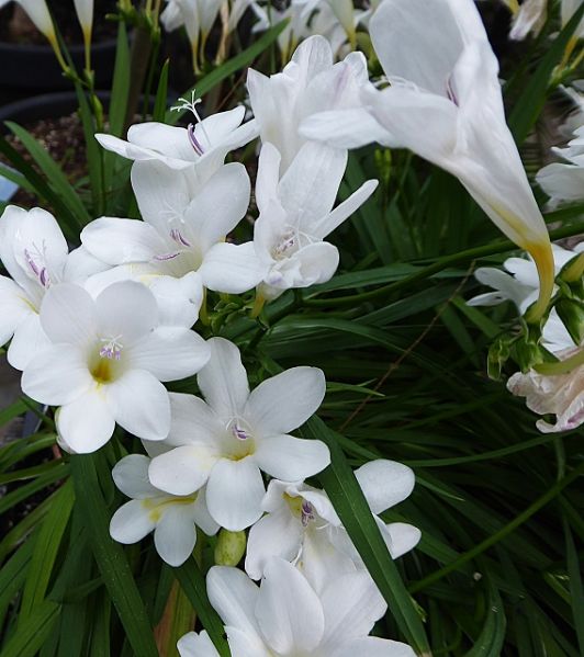 Datei:VFreesia leichtlinii.JPG