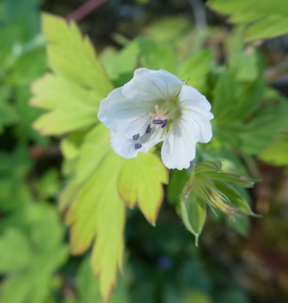 Datei:VGeranium rivulare.JPG
