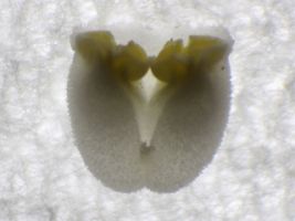 Pollinarium von Dendrobium nobile