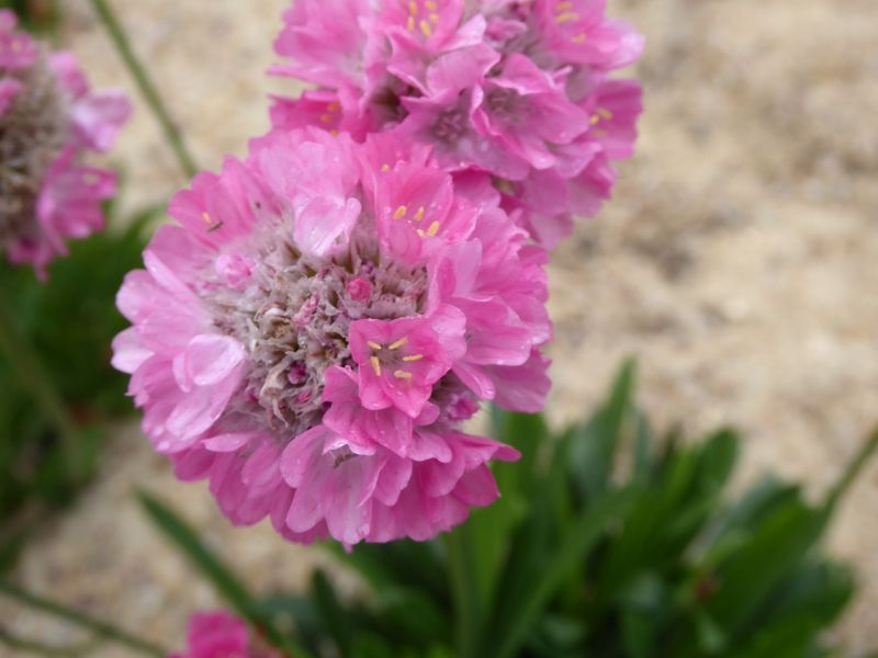 Datei:VArmeria maritima.JPG