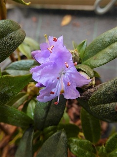 VRhododendron impeditum.JPG