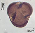 Euphorbia verrucosa a (2).jpg