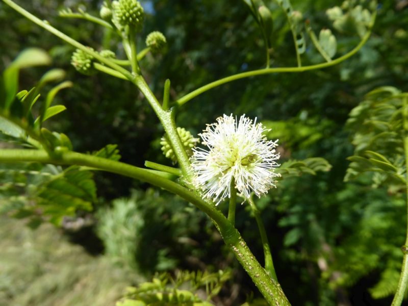 Datei:VLeucaena leucocephala.JPG