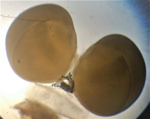 Vanda denisoniana-Pollinarium.jpg