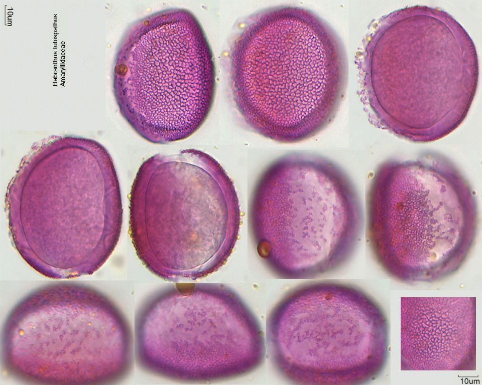 Pollen von Habranthus tubispathus]]