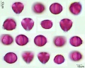 Lythrum junceum (2).jpg