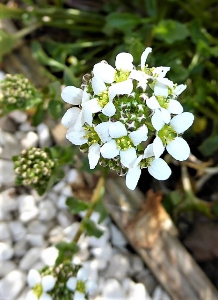 Datei:VCochlearia officinalis.JPG