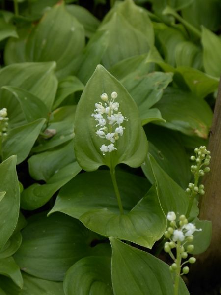 Datei:VMaianthemum bifolium.JPG