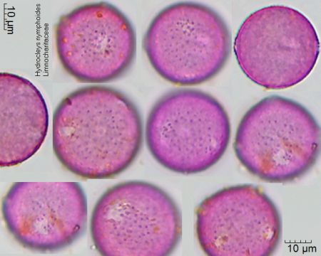 Pollen von Hydrocleys nymphoides