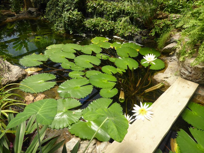 Datei:Nymphaea lotus (1).JPG