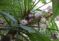 Fatsia polycarpa
