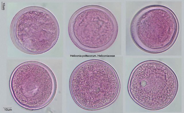 Heliconia psittacorum.jpg