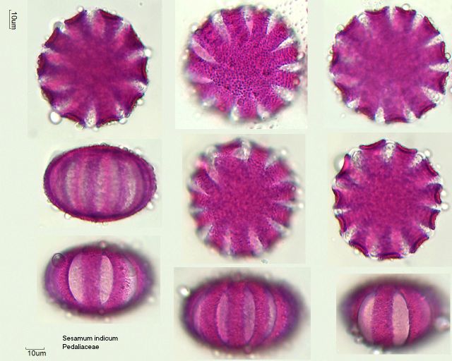 Pollen von Sesamum indicum