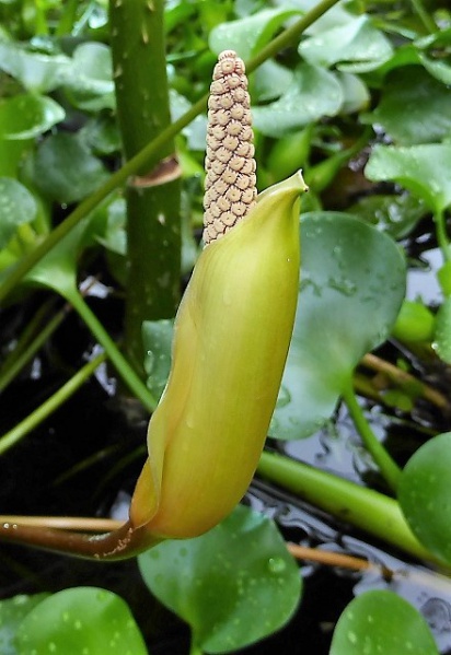 Datei:VUrospatha sagittifolia.JPG