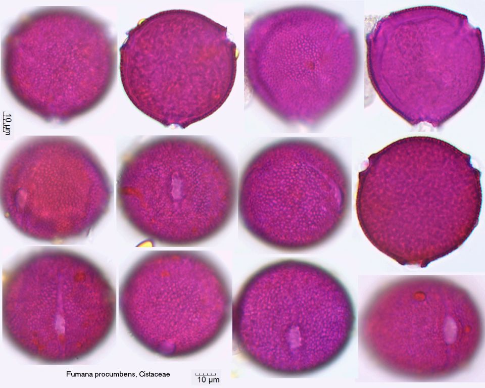 Pollen von Fumana procumbens