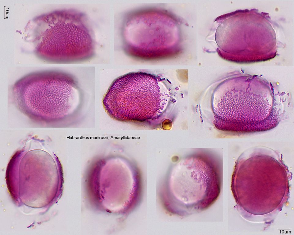 Pollen von Habranthus martinezii
