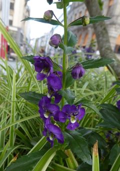 VAngelonia angustifolia.JPG