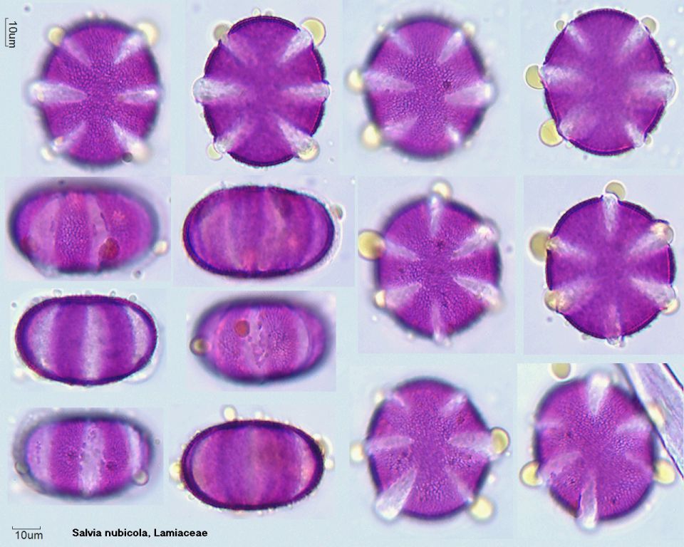 Pollen von Salvia nubicola