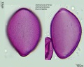 Alstroemeria achirae (2).jpg