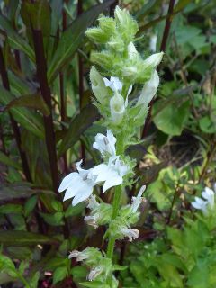 VLobelia speciosa.JPG