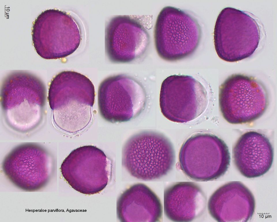 Pollen von Hesperaloe parviflora