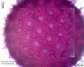 Ipomoea caerulea (2).jpg