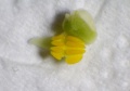 Pollinarium von Brassavola nodosa Länge ca.2 mm.JPG