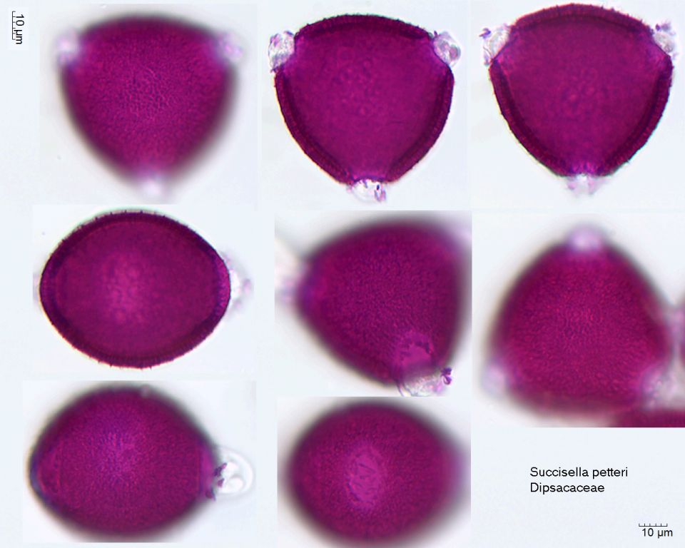 Pollen von Succisella petteri