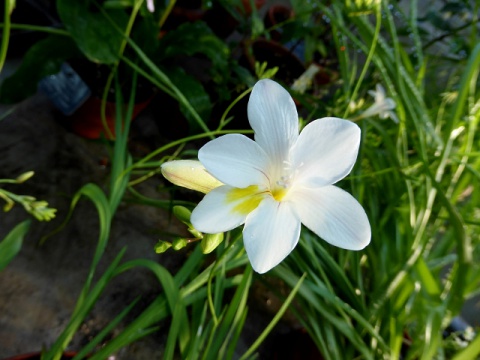 480px-VFreesia_alba.JPG