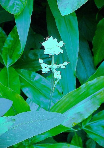 Datei:VPollia japonica.JPG