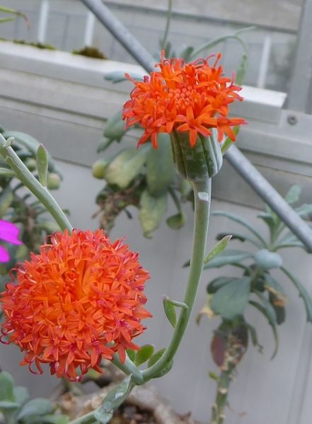 Datei:VKleinia fulgens.JPG