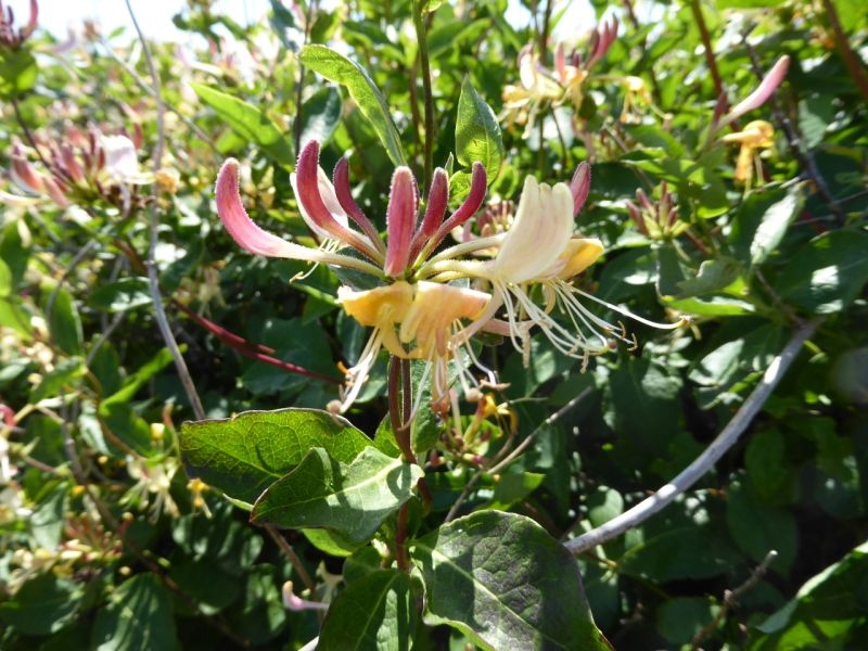 Datei:VLonicera periclymenum.JPG