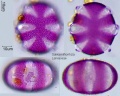 Salvia miltiorrhiza.jpg