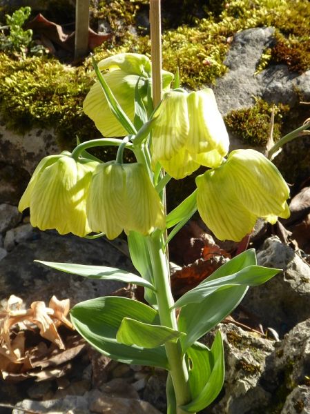Datei:VFritillaria pallidiflora.JPG