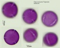 Fagus purpurea (2).jpg