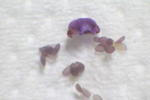 Pollinarium von Isabelia pulchella, etwa 1 mm lang