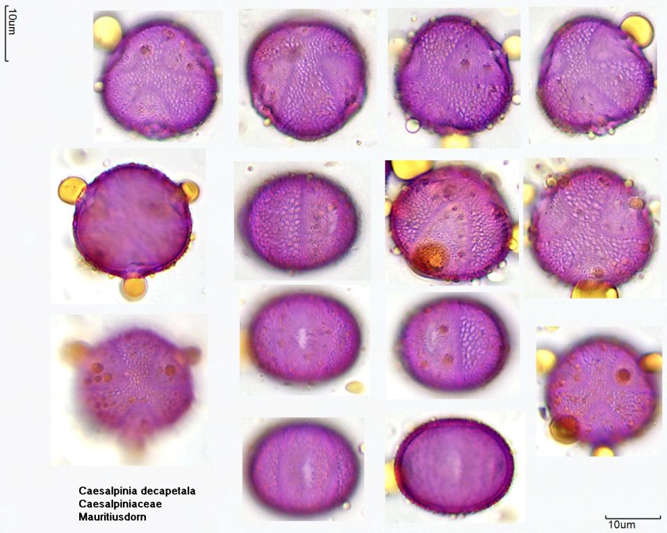 Pollen von Caesalpinia decapetala