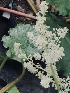 VRheum rhabarbarum.JPG