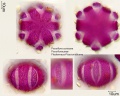 Passiflora coriacea (1).jpg