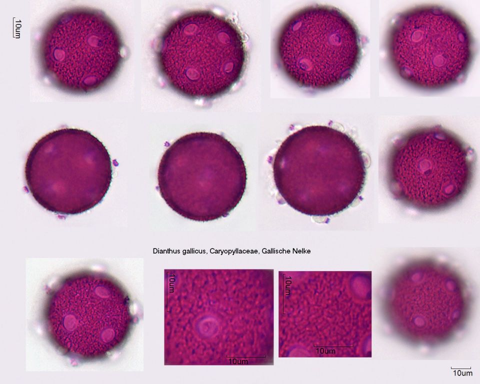 Pollen von Dianthus gallicus