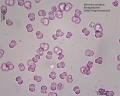 Myosotis sylvatica.jpg