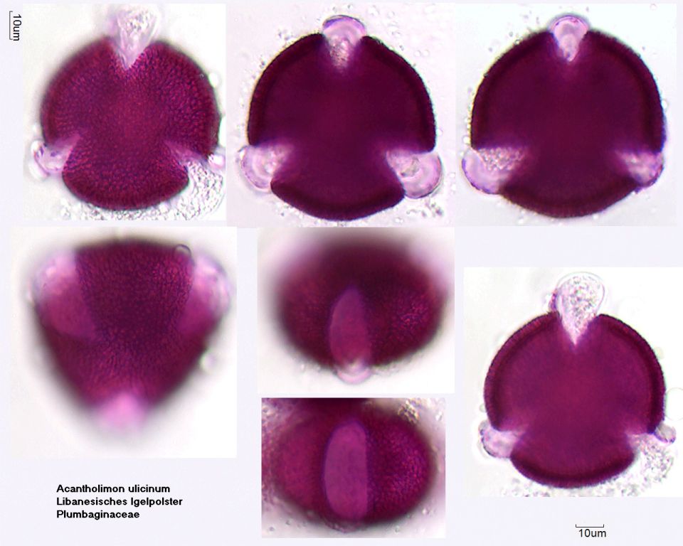 Pollen von Acantholimon ulicinum