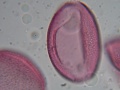 Amaryllis species (1).jpg
