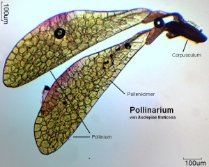Pollinarium von Asclepias fruticosa