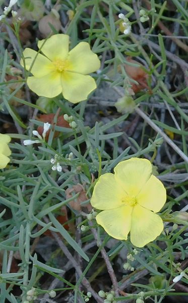 Datei:VFumana procumbens.JPG