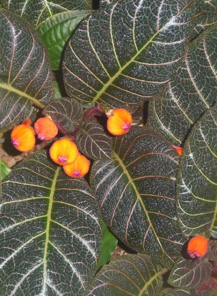 Datei:VPearcea hypocyrtiflora.JPG