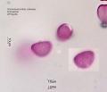 Chionodoxa luciliae (2).jpg